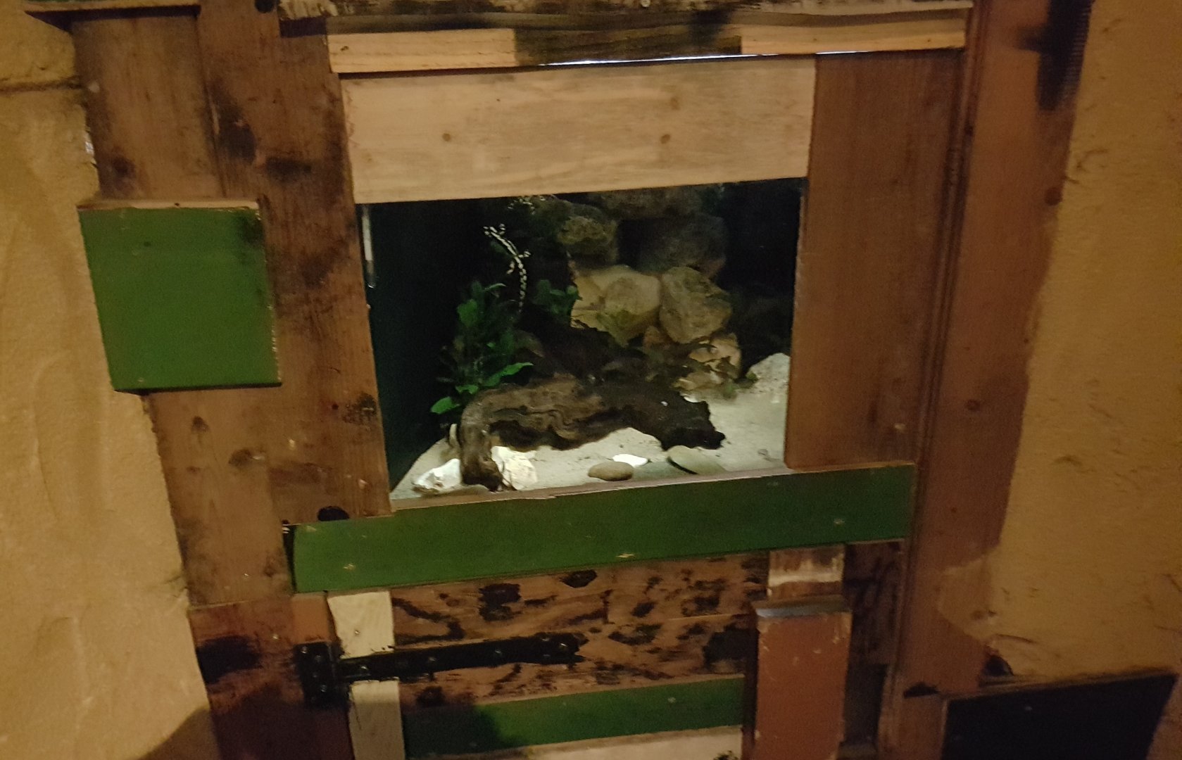 Enclosure Kaiser's spotted newt