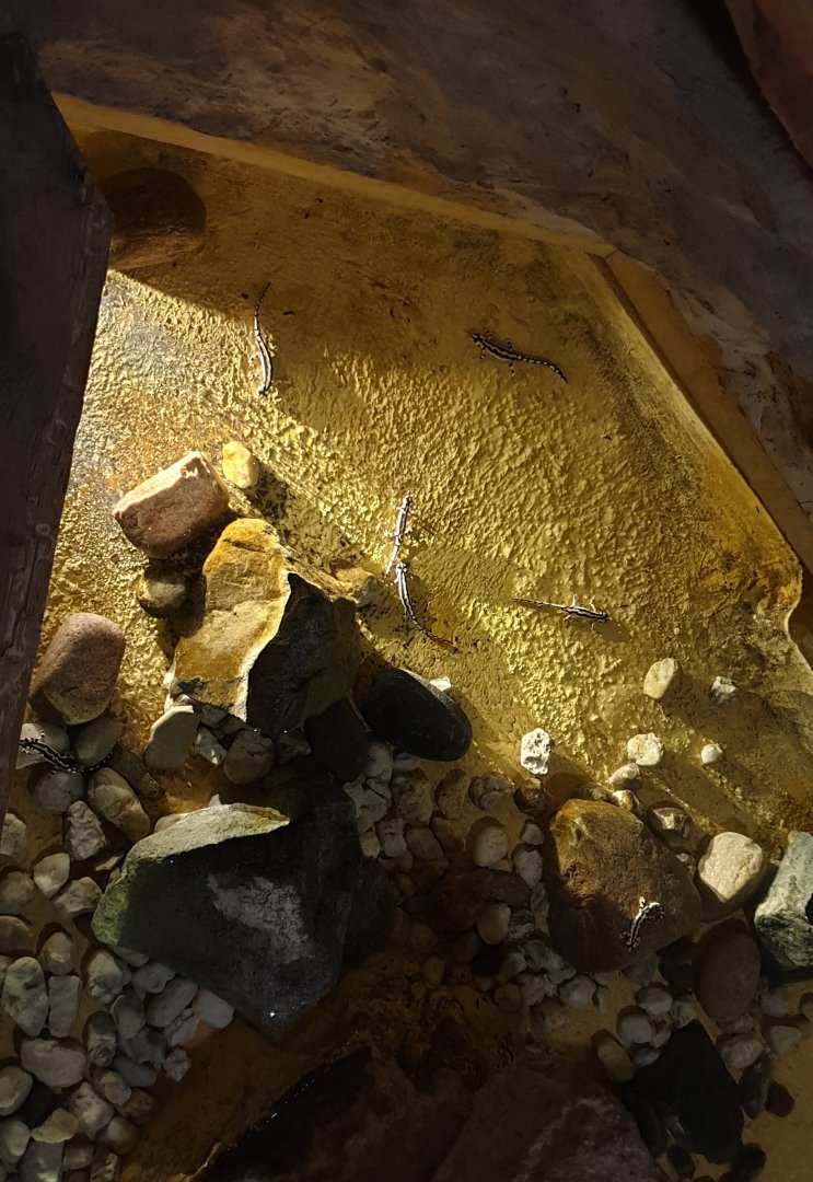 Enclosure Kaiser's spotted newt