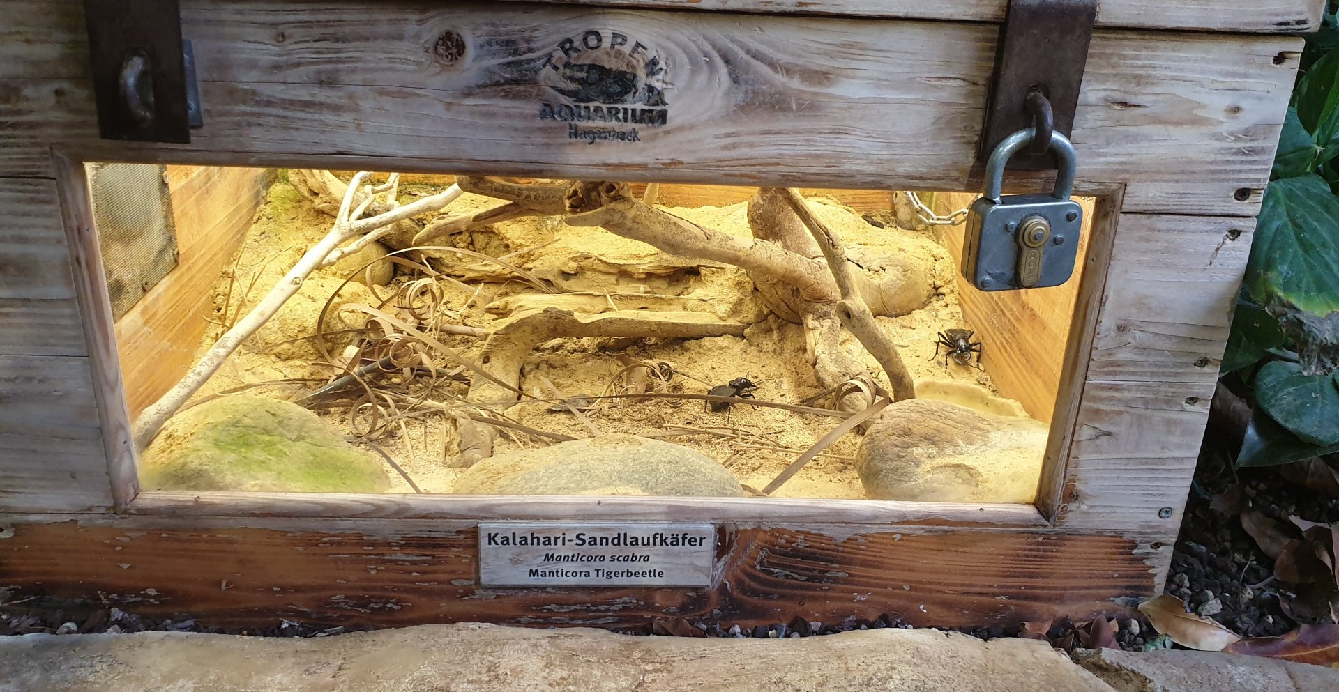 Enclosure Kalahari tiger-beetle