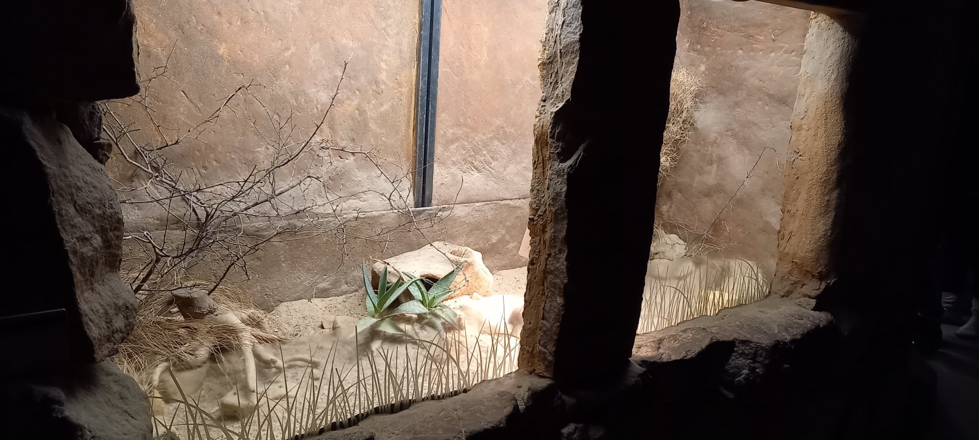 Enclosure Karoo round-eared elephant-shrew