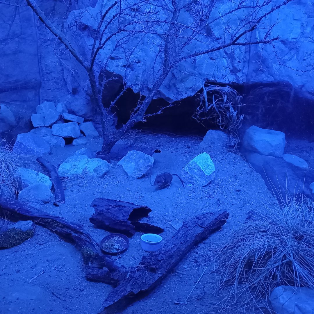 Enclosure Karoo round-eared sengi