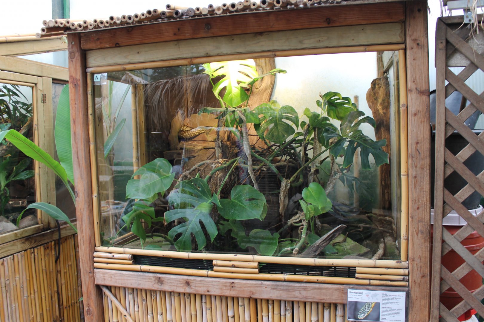 Enclosure King snake