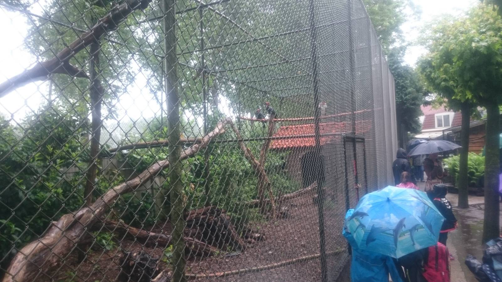 Enclosure King vulture and Ground hornbill