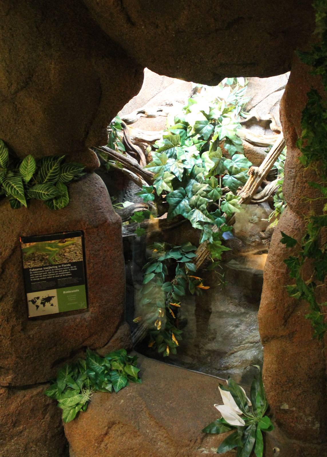 Enclosure Knight anole