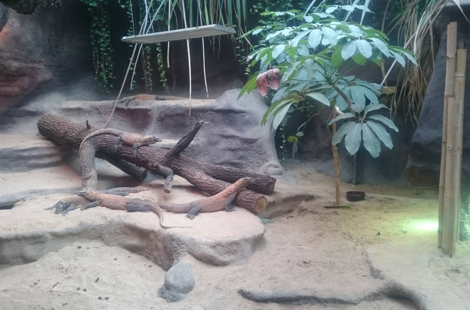 Enclosure Komodo dragon