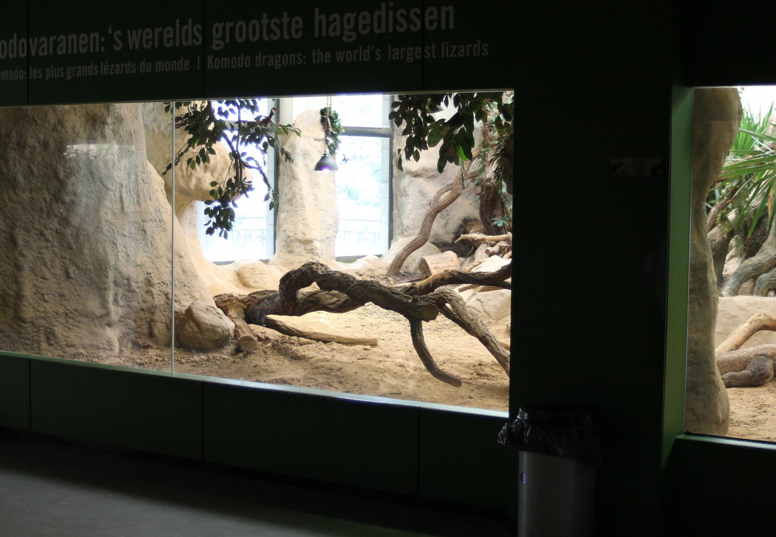 Enclosure Komodo dragon