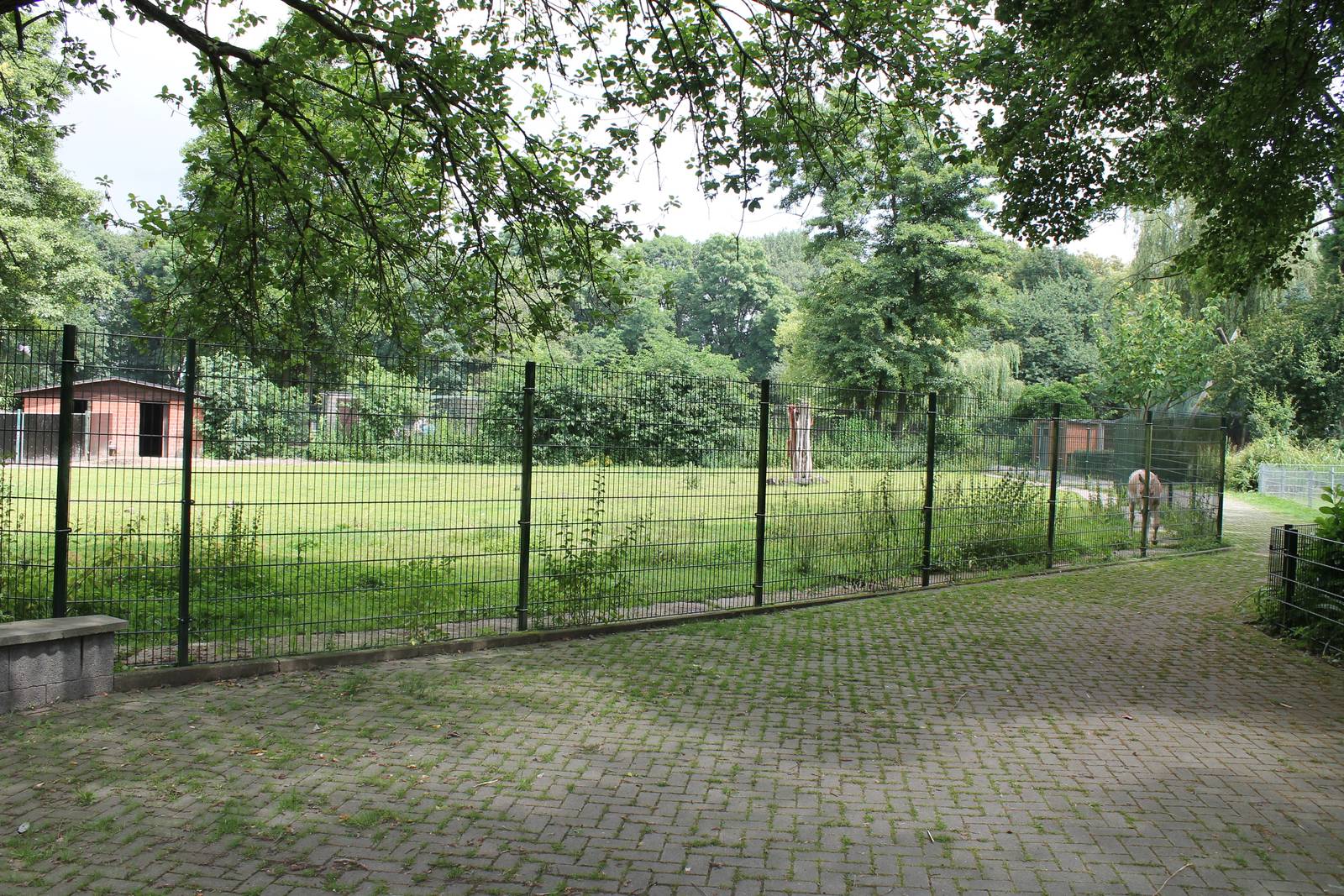 Enclosure Kulan