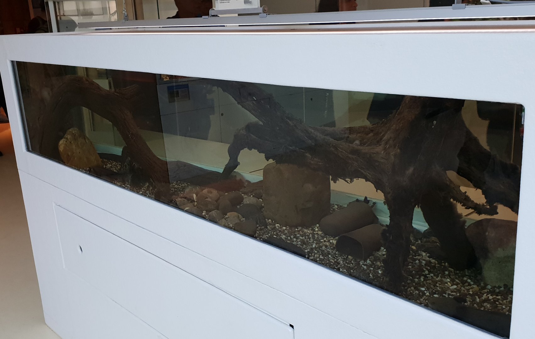 Enclosure Lake Patzcuaro salamander