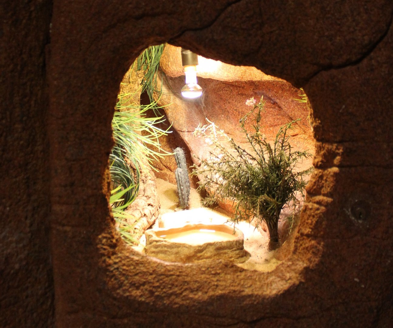 Enclosure Lampropeltis altema