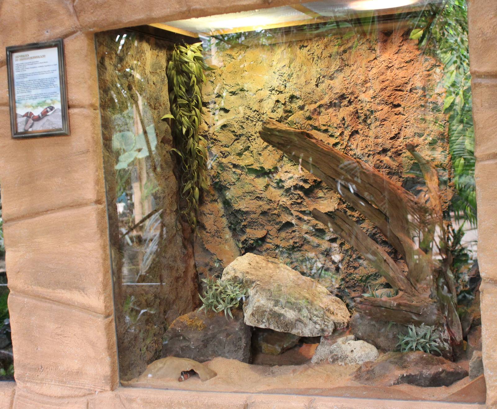 Enclosure Lampropeltis pyromelana