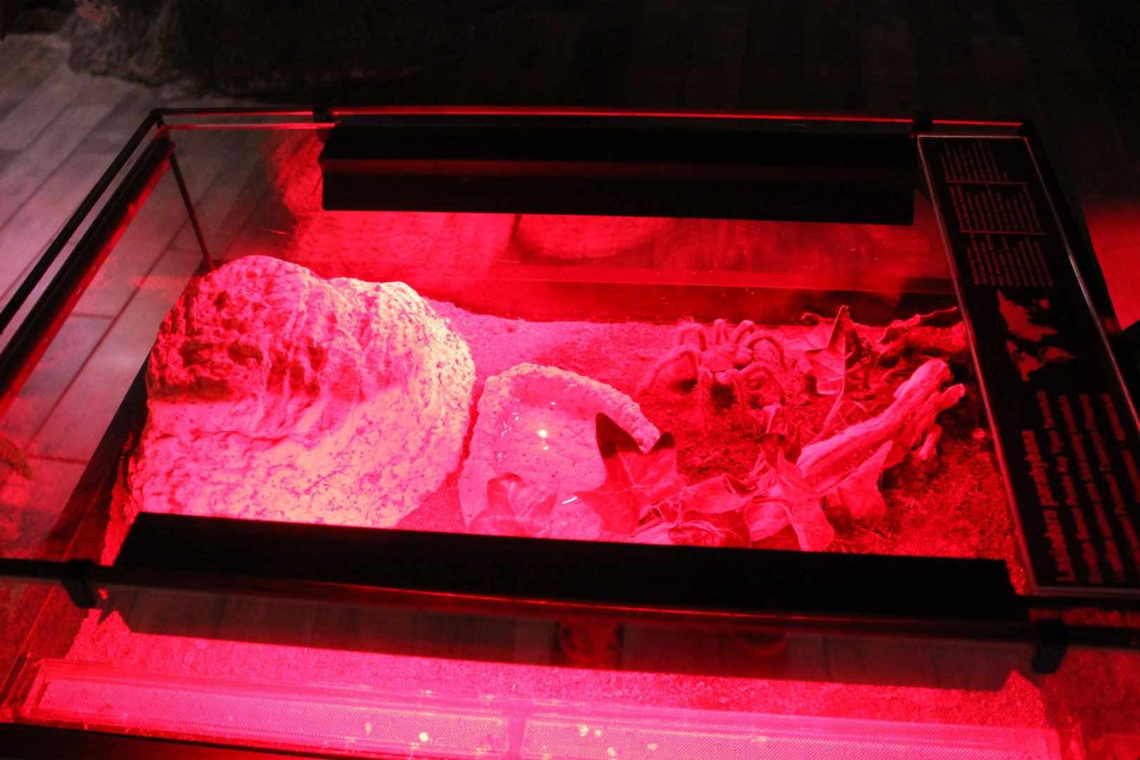 Enclosure Lasiodora parahybana