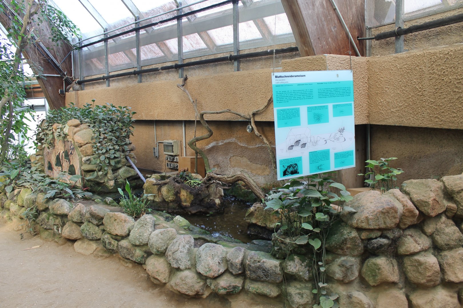 Enclosure Leaf-cutting ant