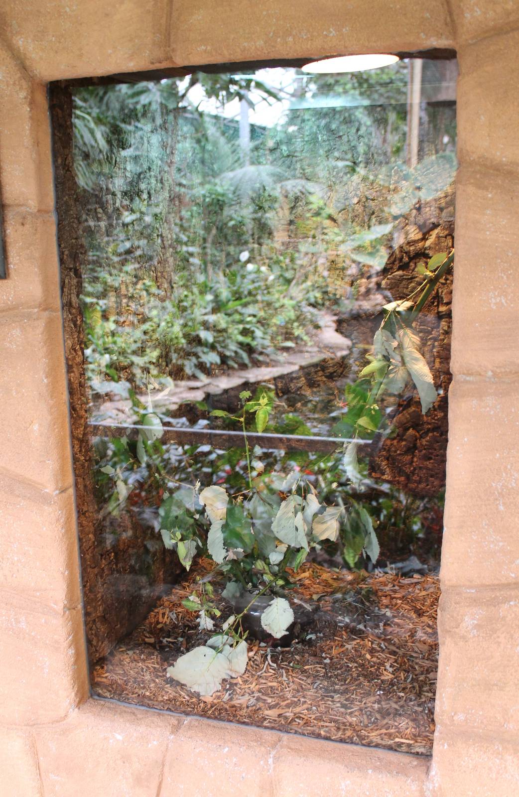 Enclosure Leaf-insect