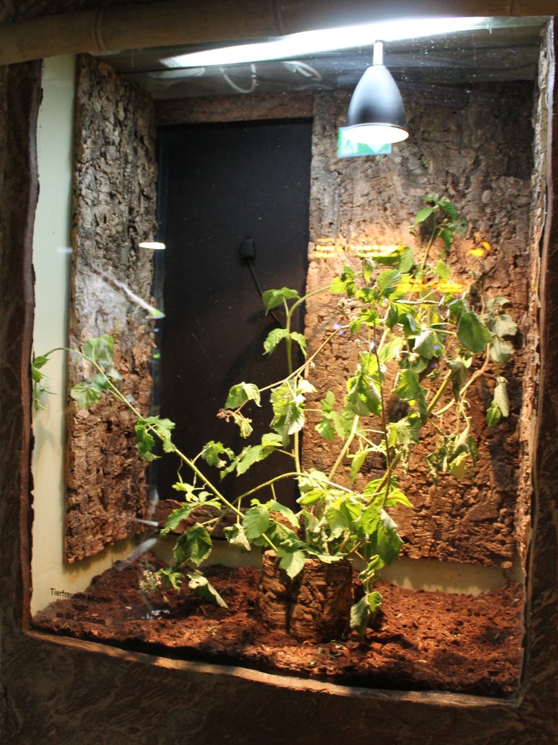 Enclosure Leaf insect