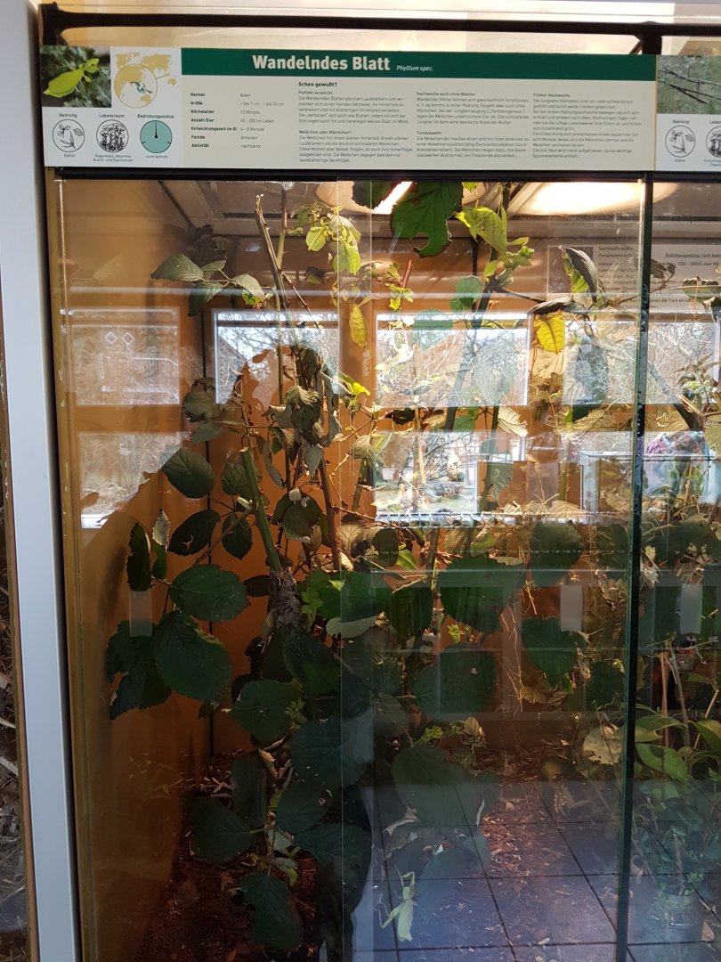 Enclosure Leaf-insect