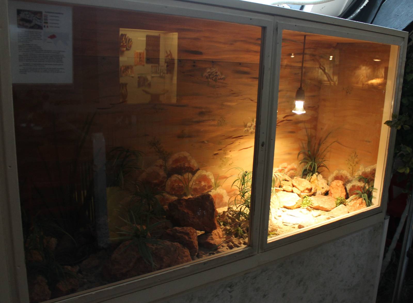 Enclosure Leopard gecko