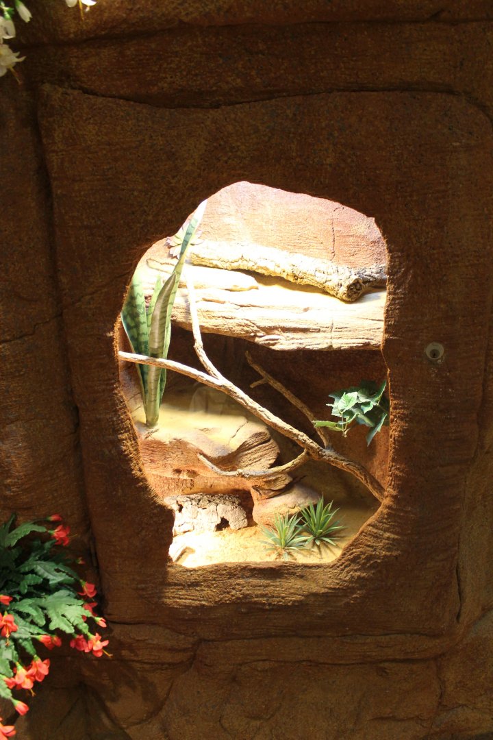 Enclosure Leopard gecko