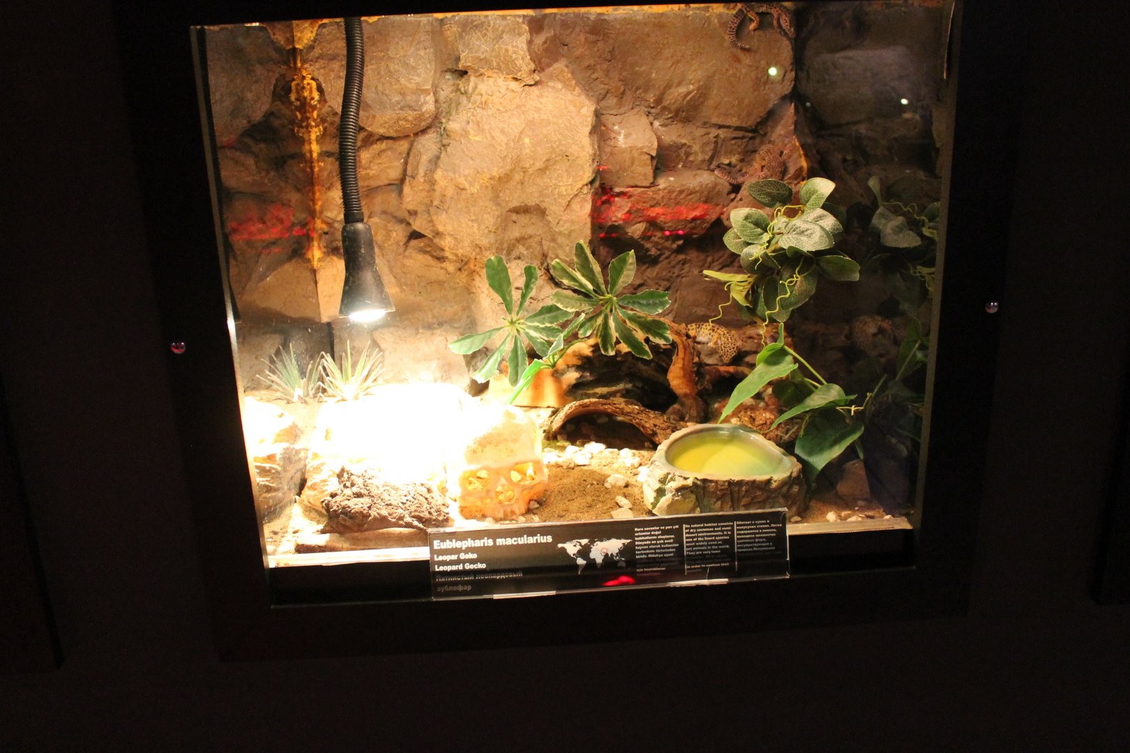 Enclosure Leopard gecko