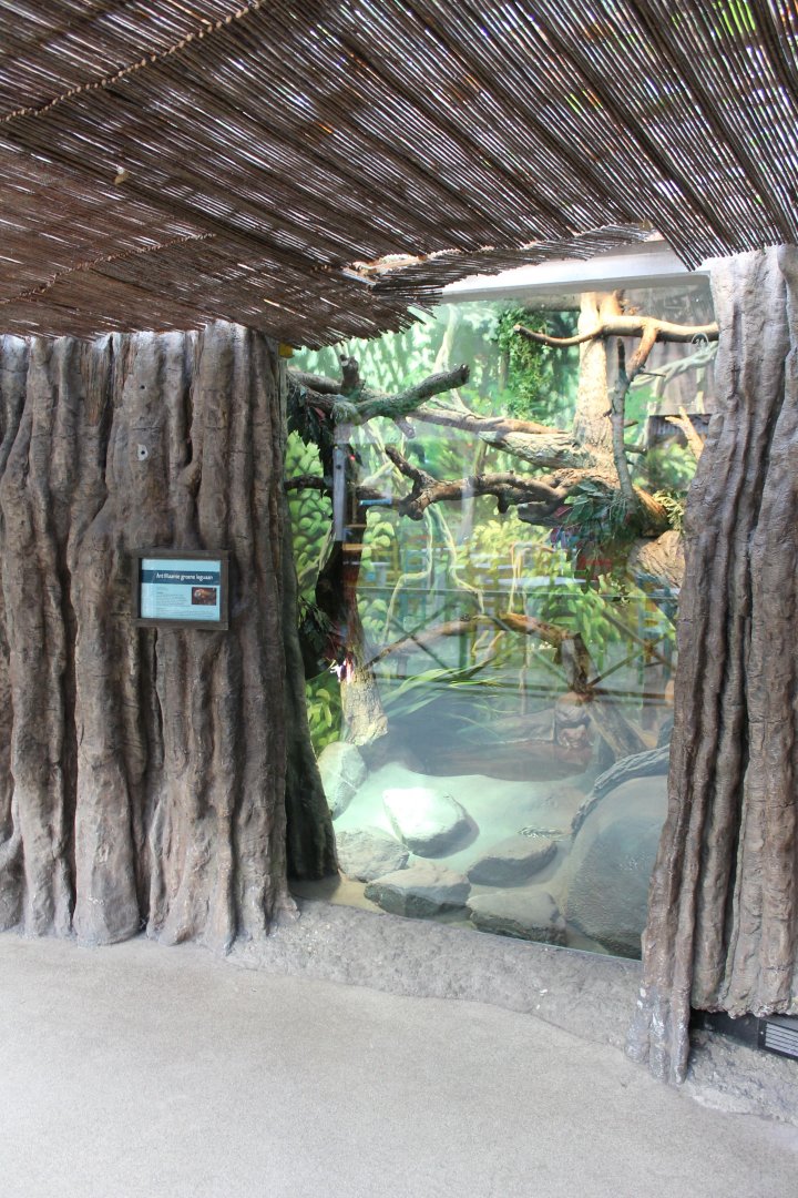 Enclosure Lesser Antillean iguana