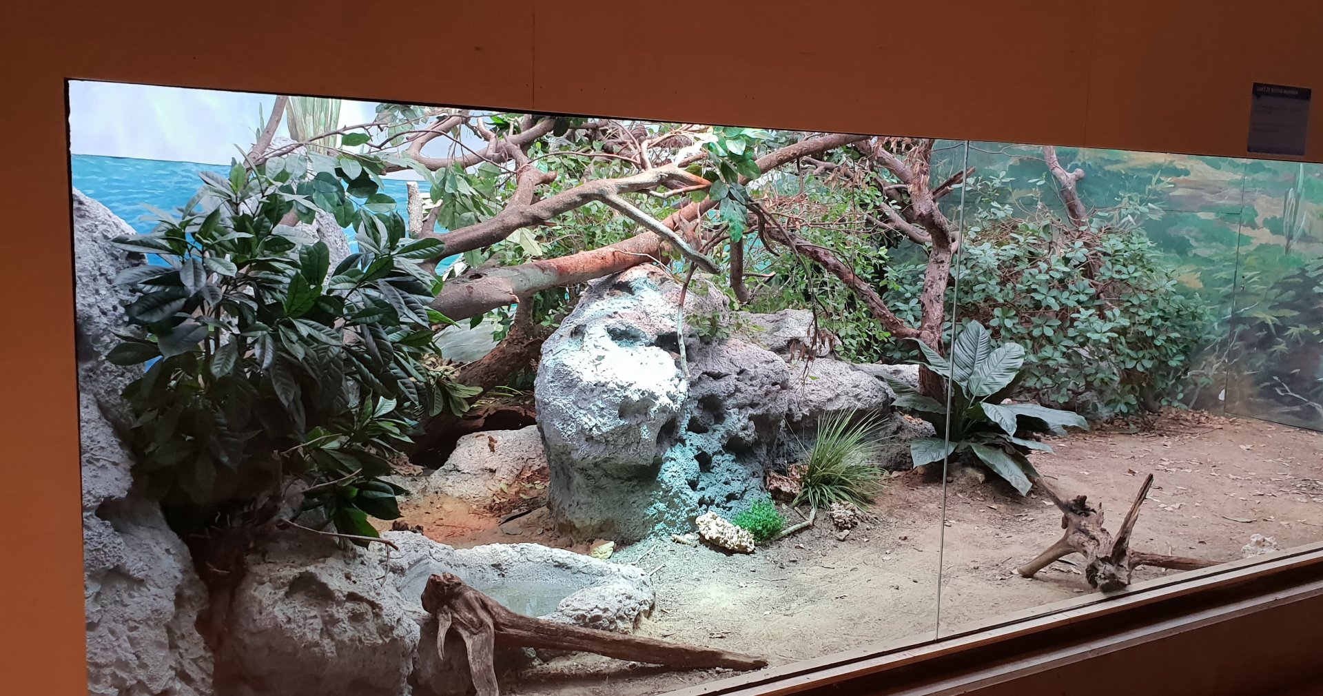 Enclosure Lesser Antillean iguana