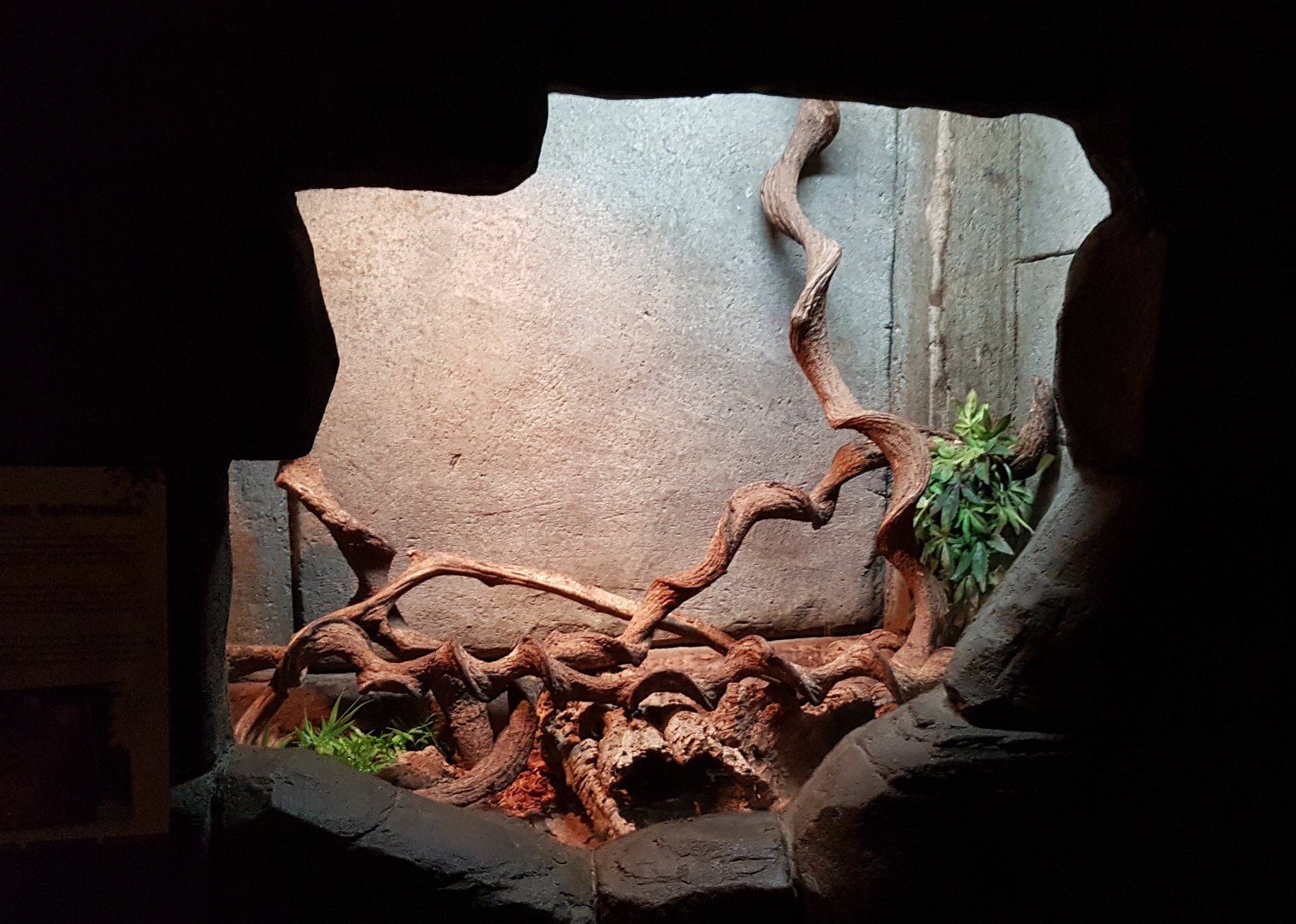 Enclosure Lesser hedghog tenrec