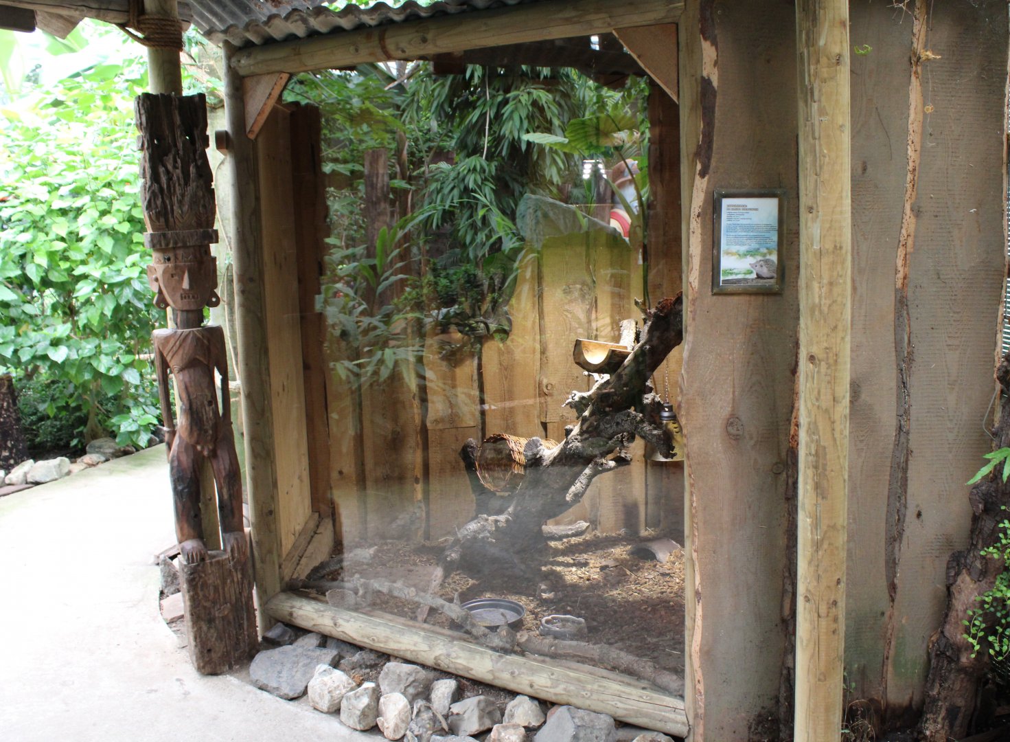 Enclosure Lesser hedghog tenrec