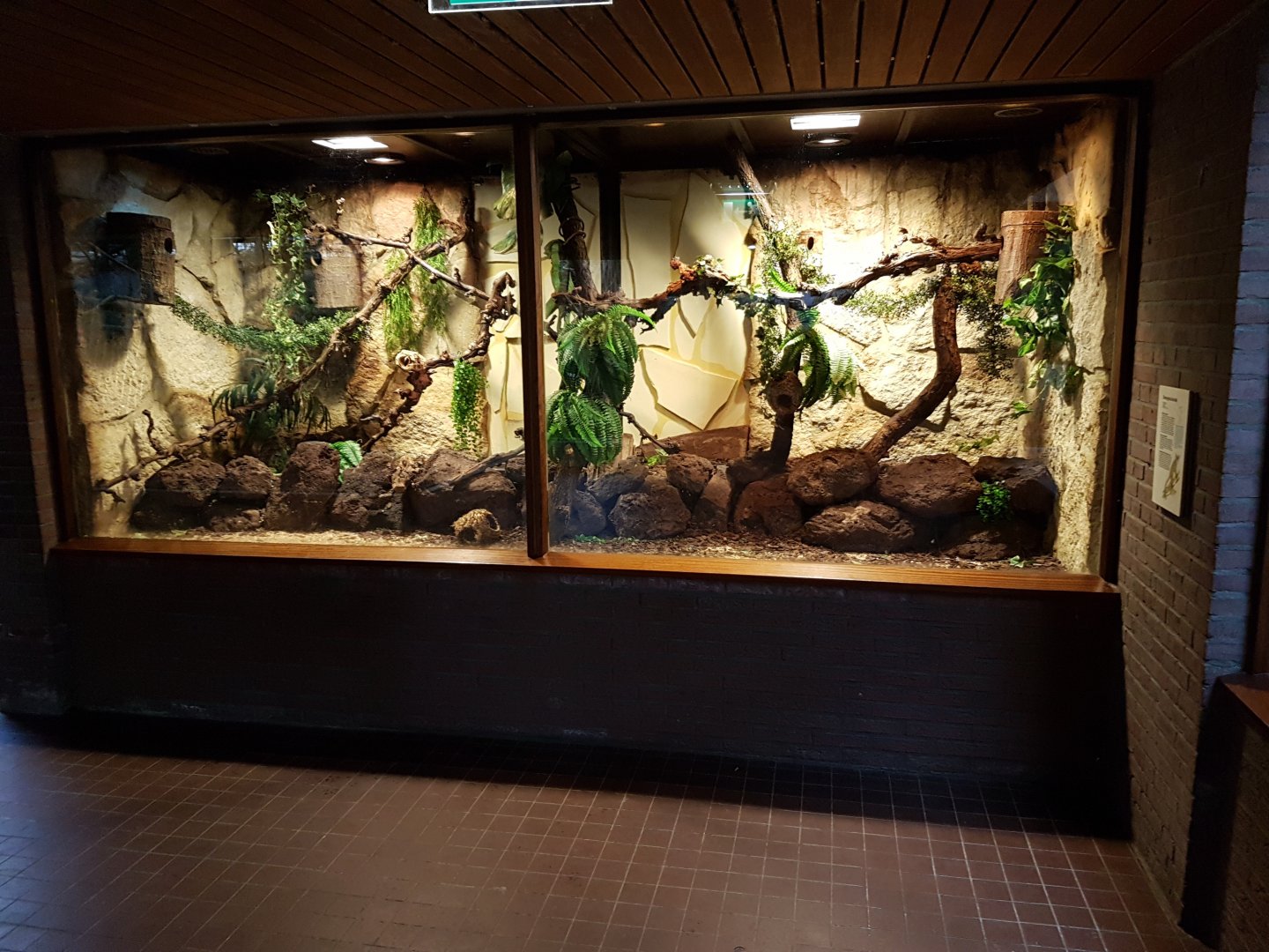 Enclosure Lesser mouse lemur