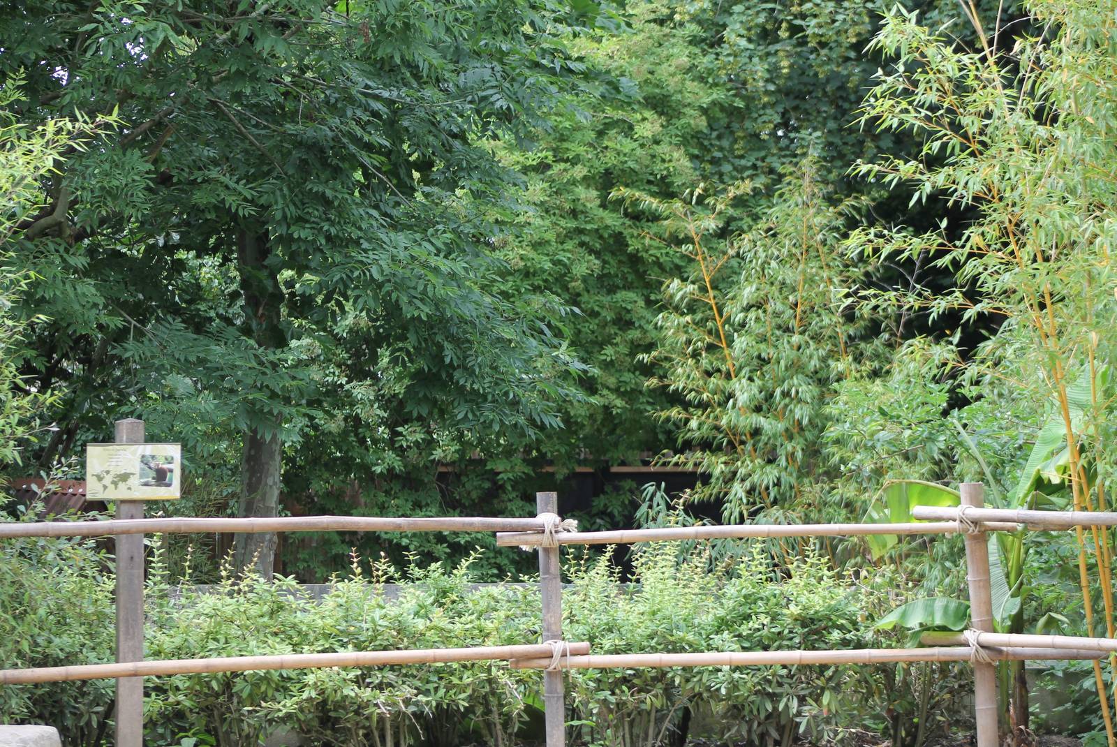 Enclosure Lesser panda