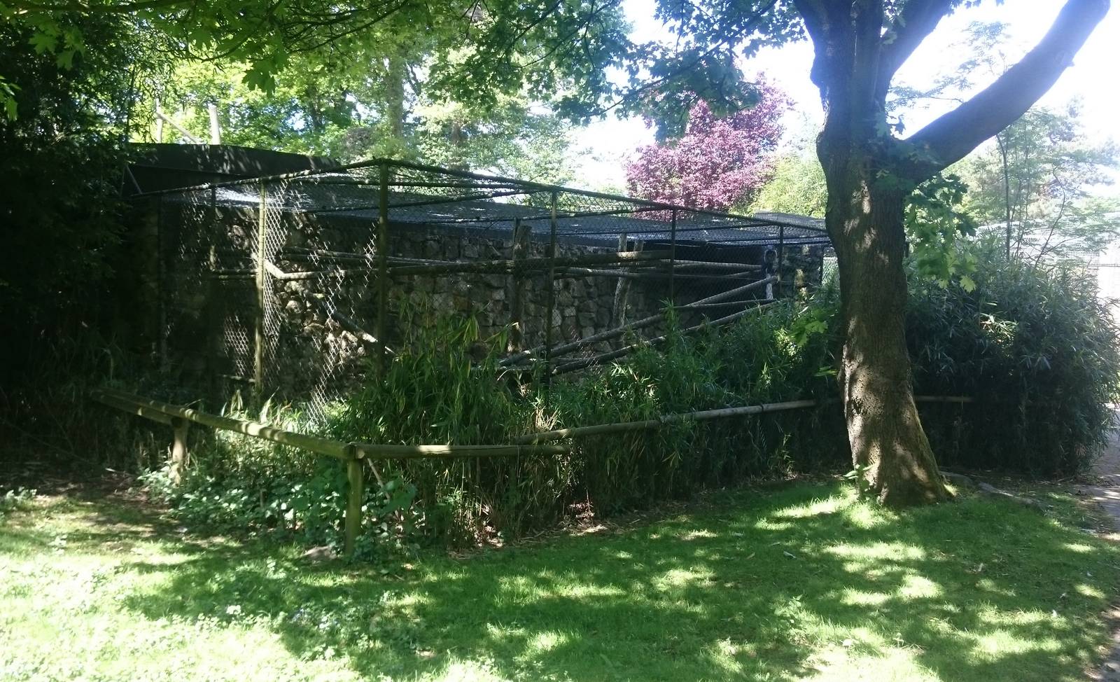 Enclosure Lion-tailed macaque