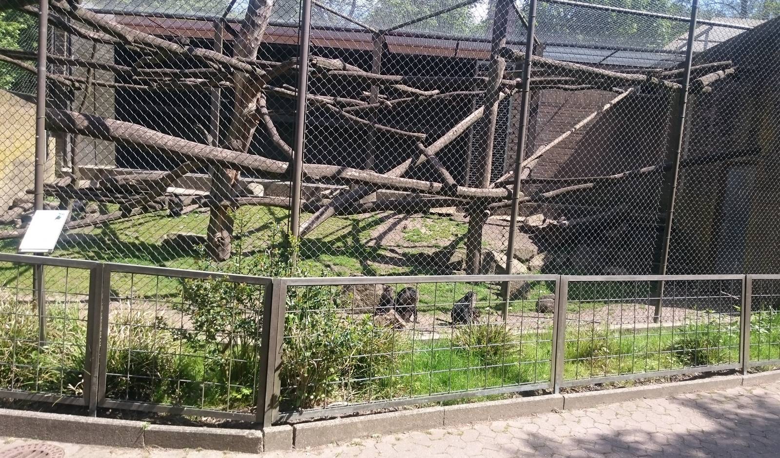 Enclosure Lion-tailed macaque