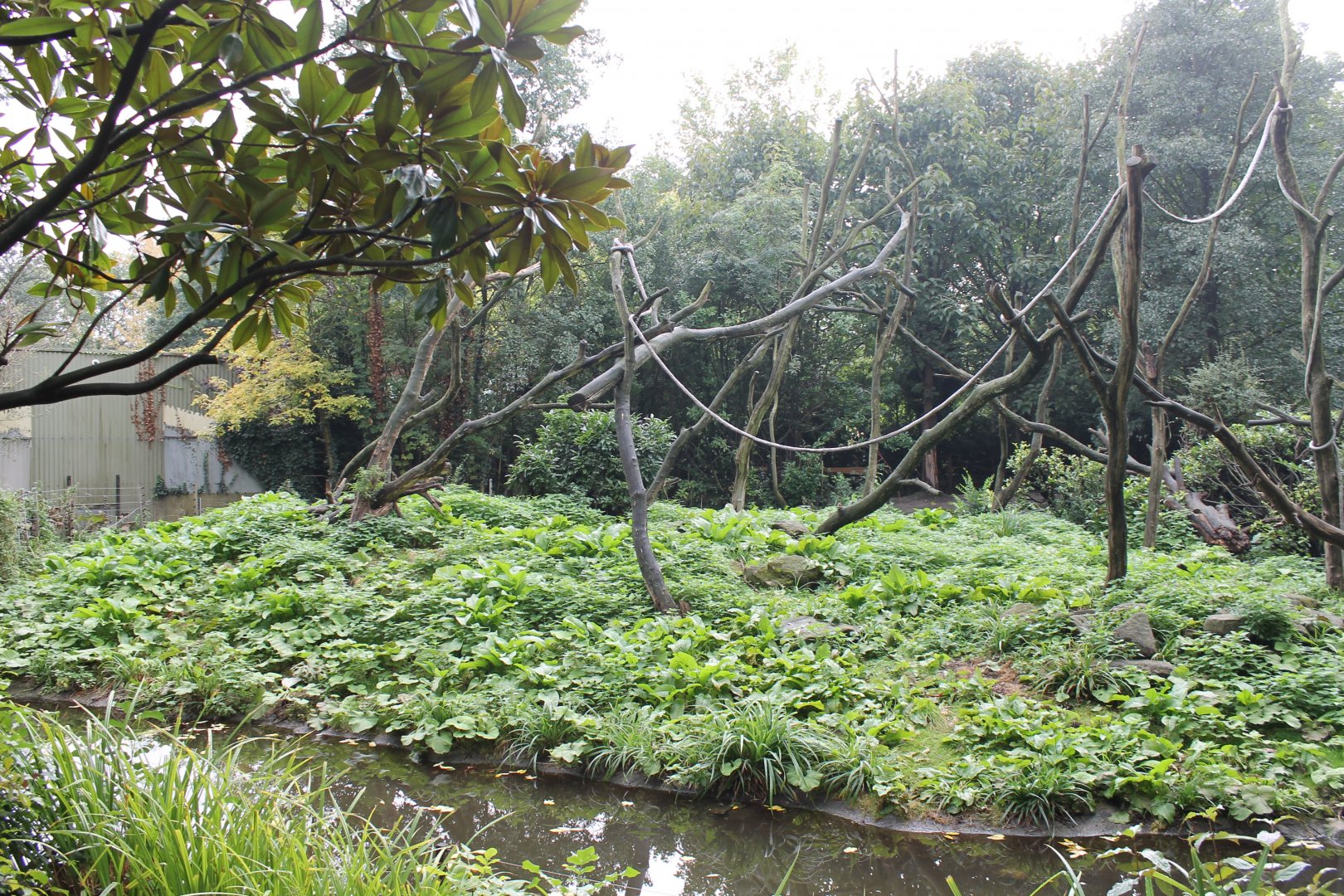 Enclosure Lion-tailed macaque