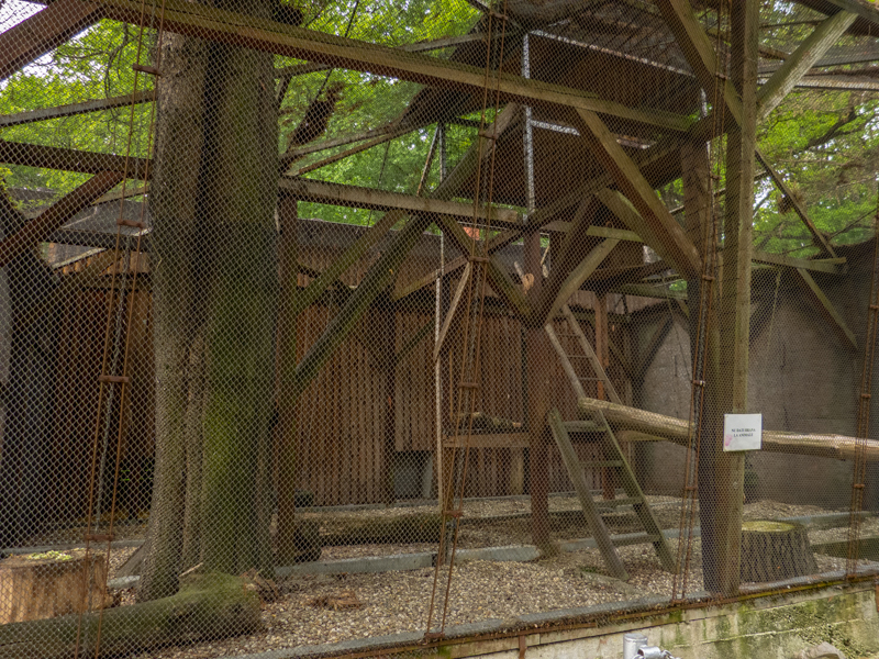 enclosure lion-tailed macaque