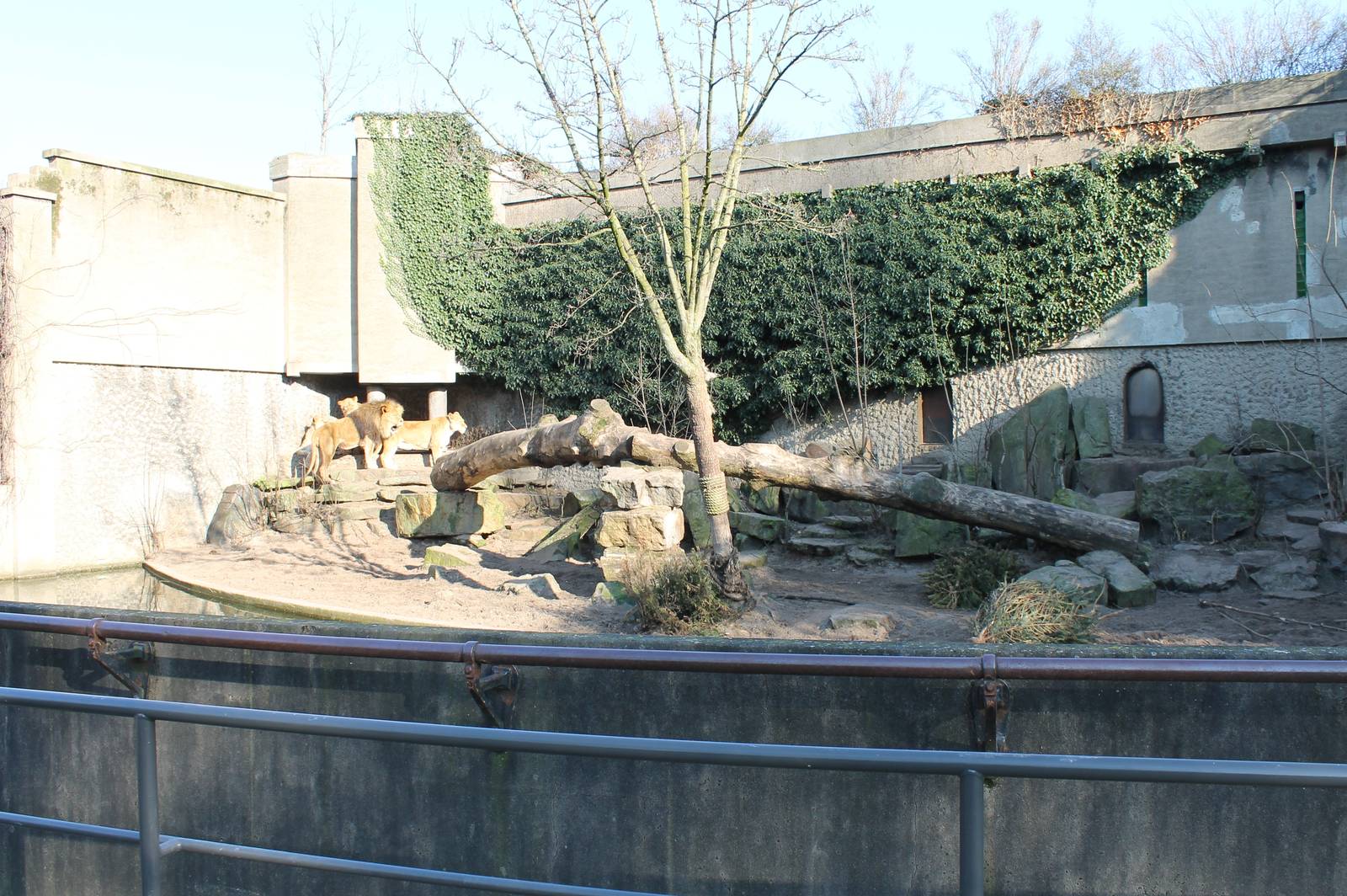 Enclosure Lions