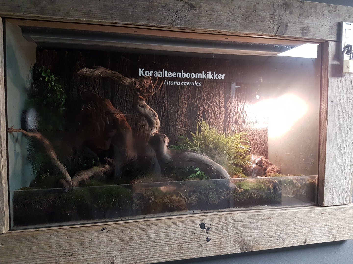 Enclosure Litoria caerulea
