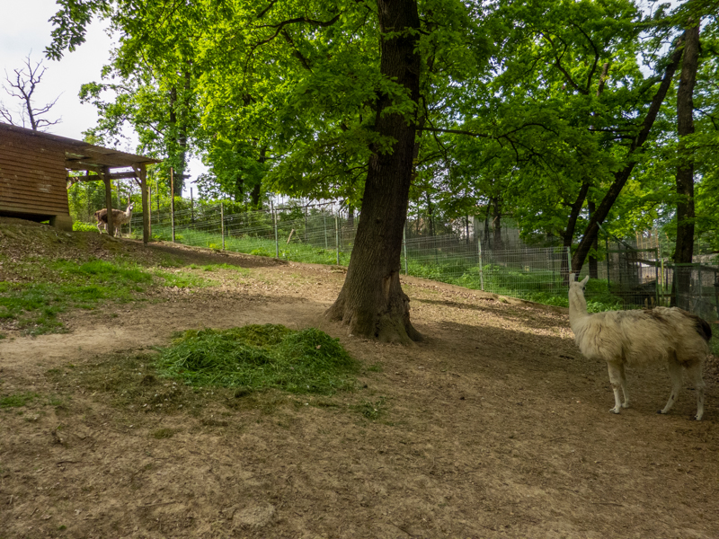 enclosure llama