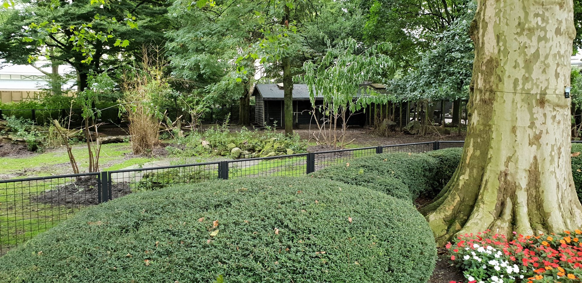 Enclosure Lowland anoa