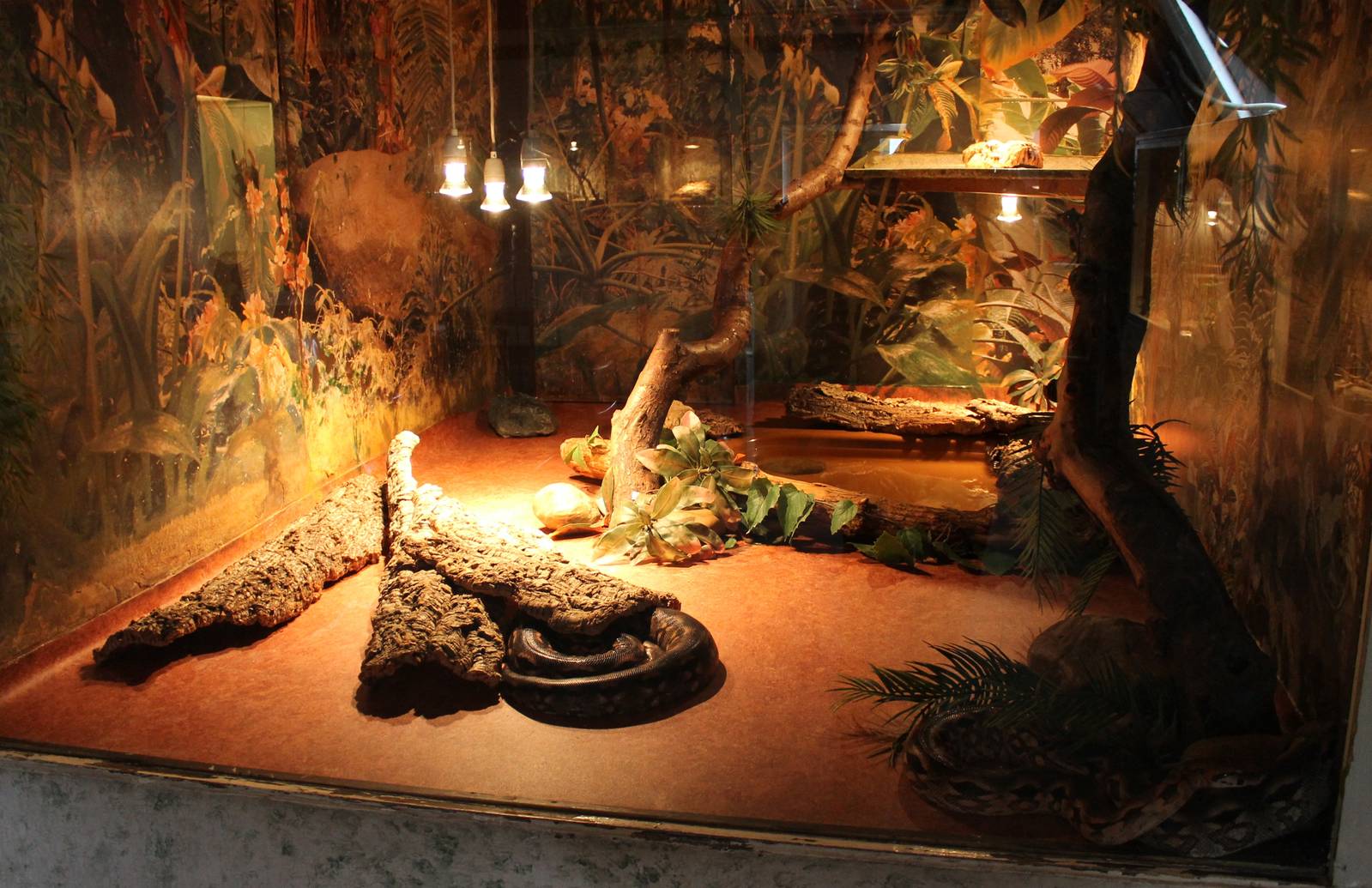 Enclosure Madagascar ground boa