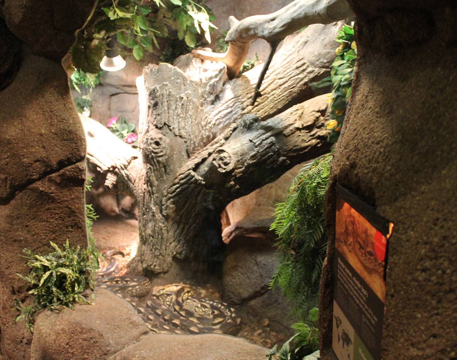 Enclosure Madagascar ground boa