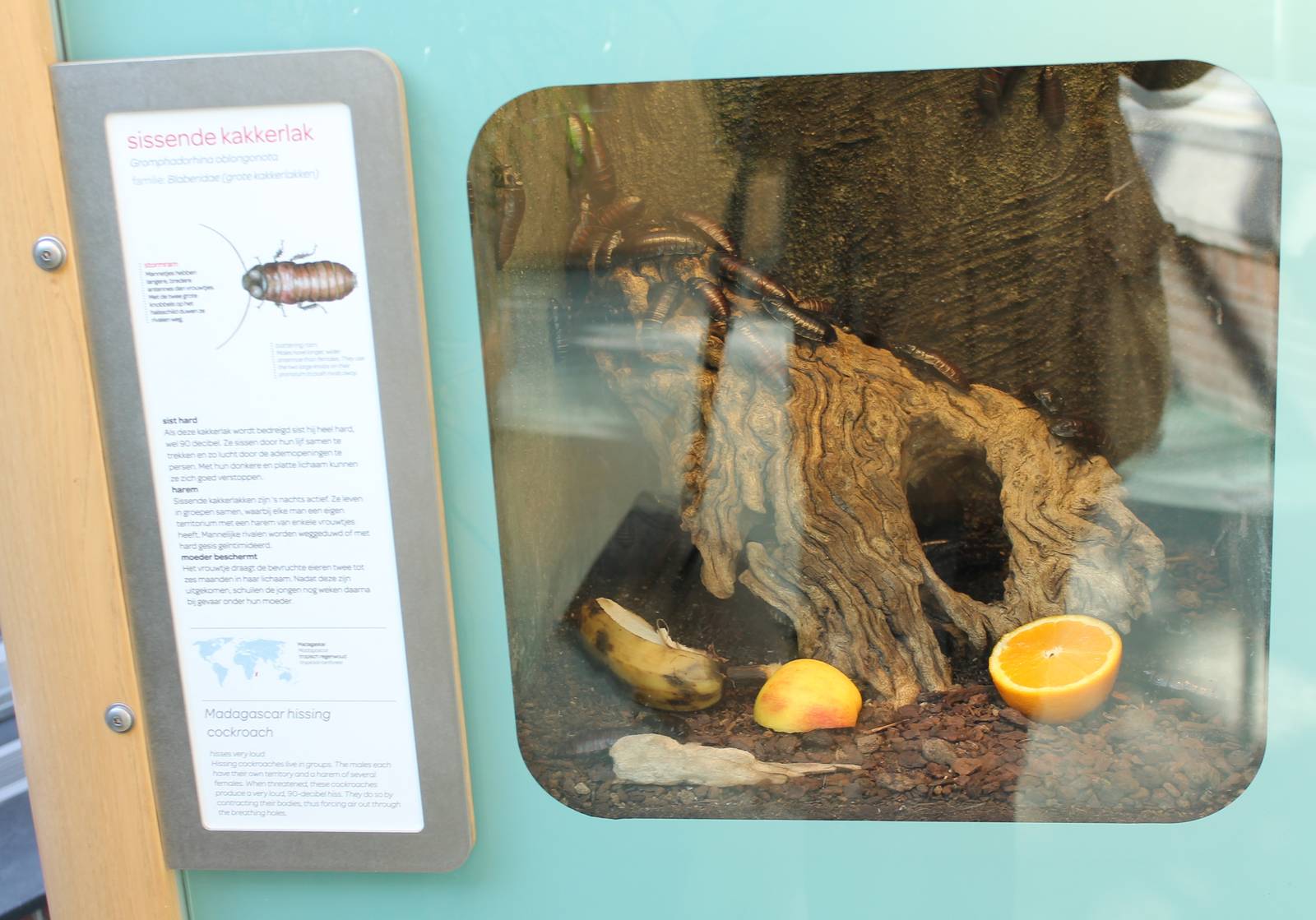 Enclosure Madagascar hissing cockroach