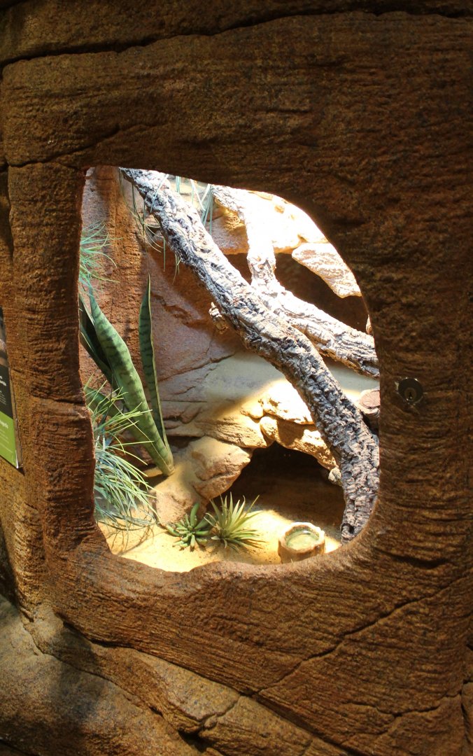 Enclosure Madagascar spiny-tailed iguana