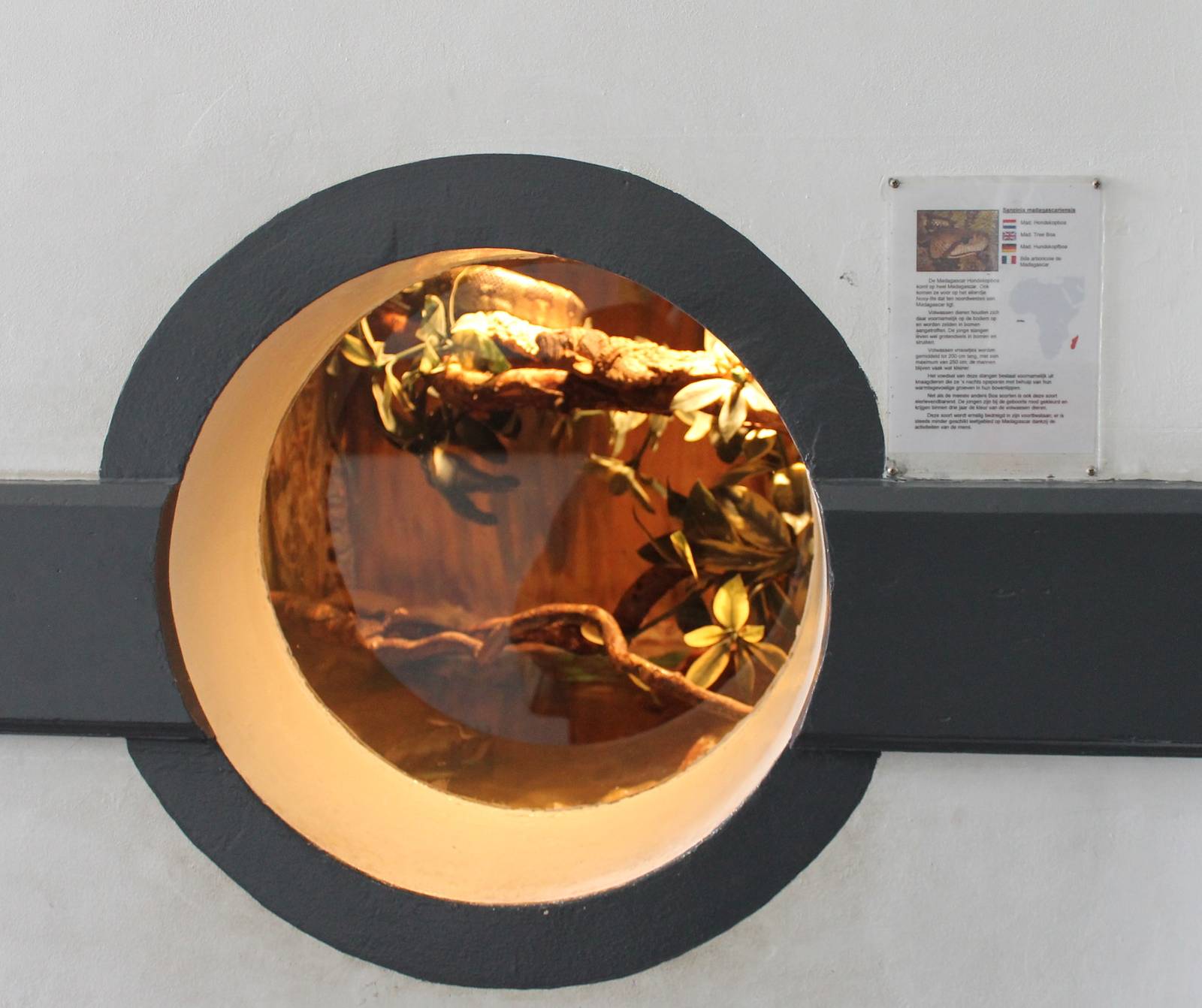 Enclosure Madagascar tree boa