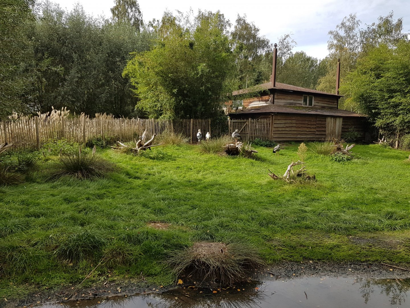 Enclosure Maguari - Screamer