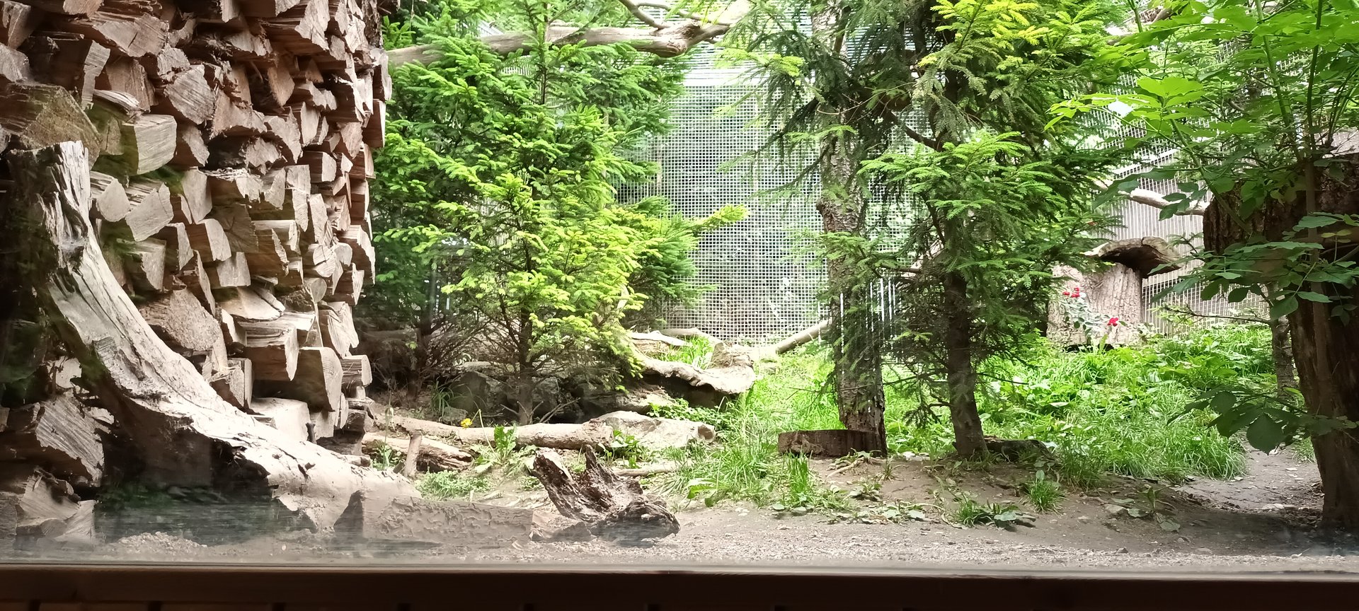 Enclosure male Pine Marten