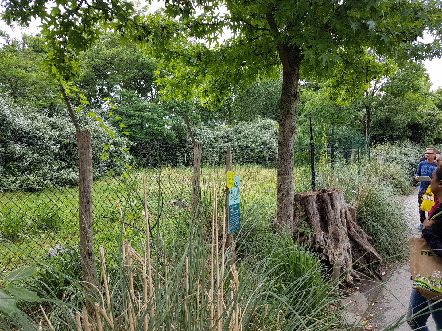 Enclosure Maned wolf