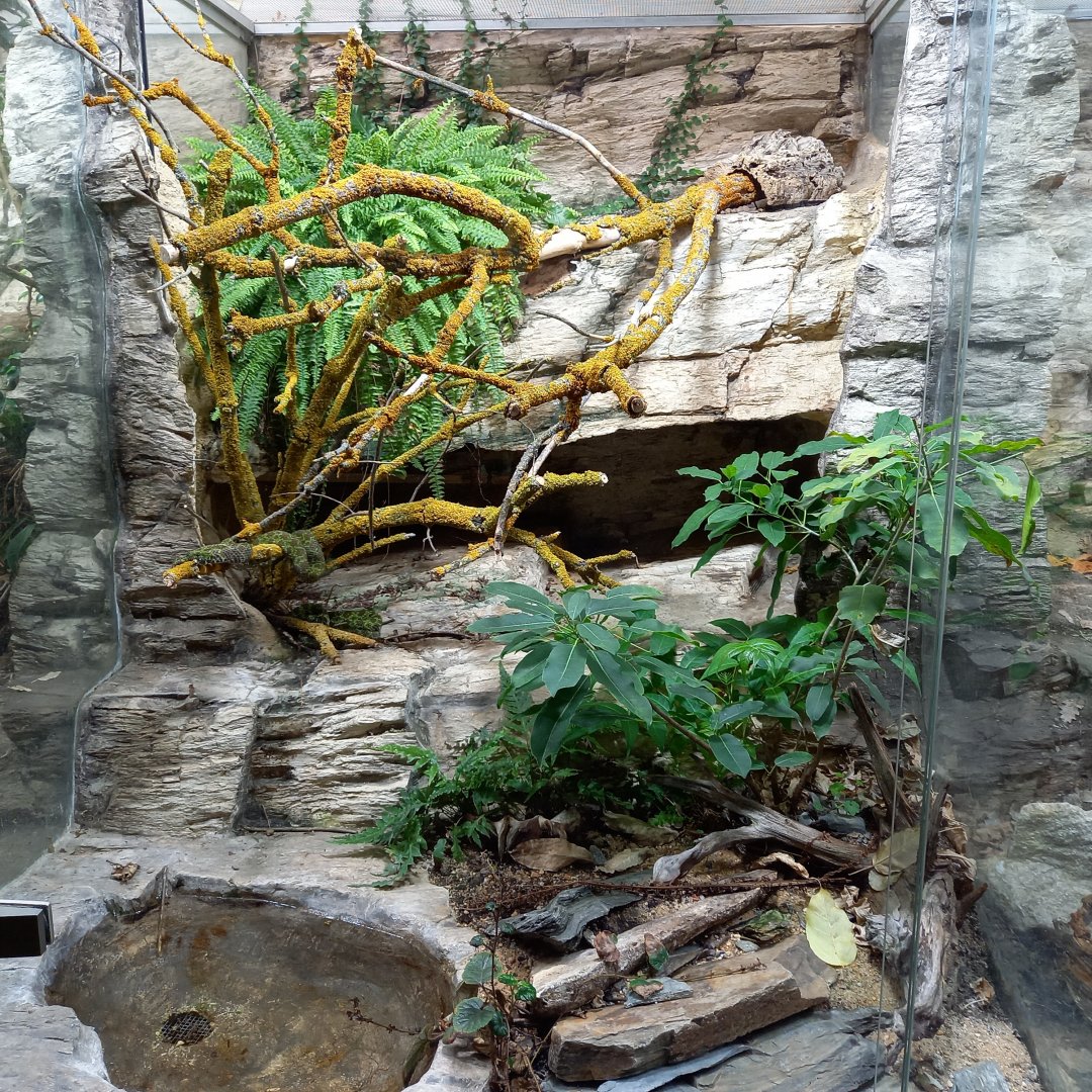 Enclosure Mangshan pit viper