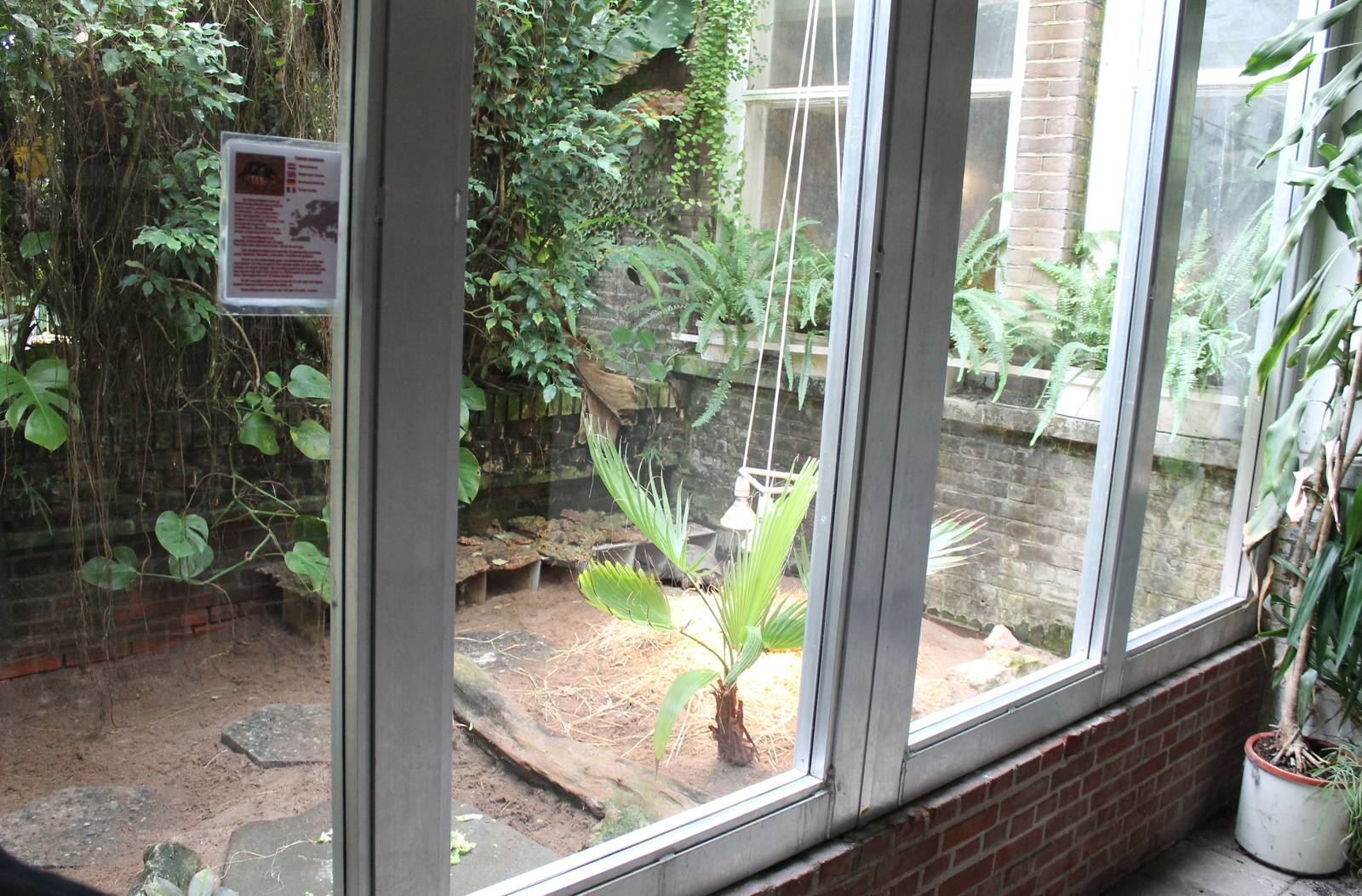 Enclosure Marginated tortoise