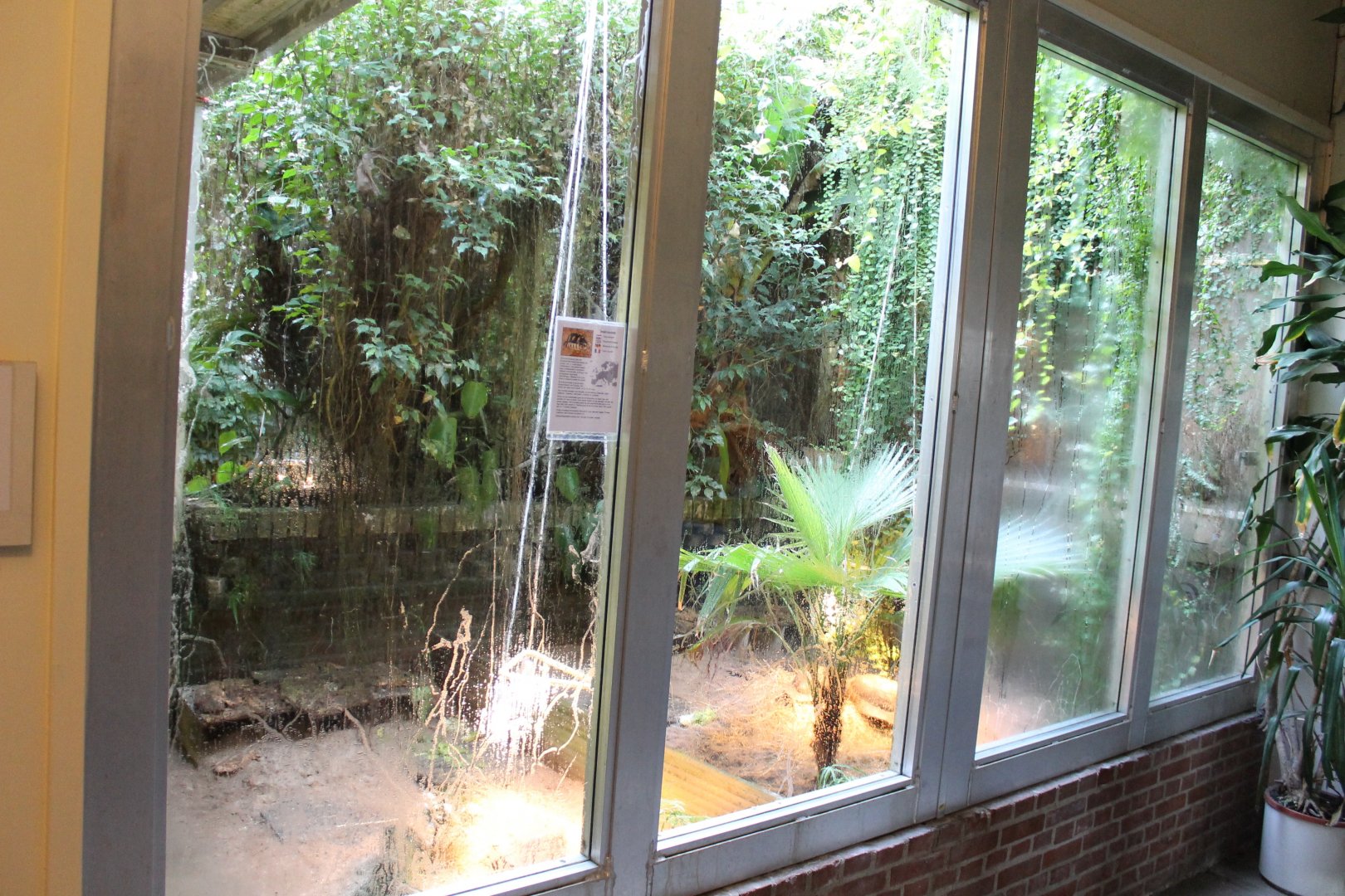 Enclosure Marginated tortoise