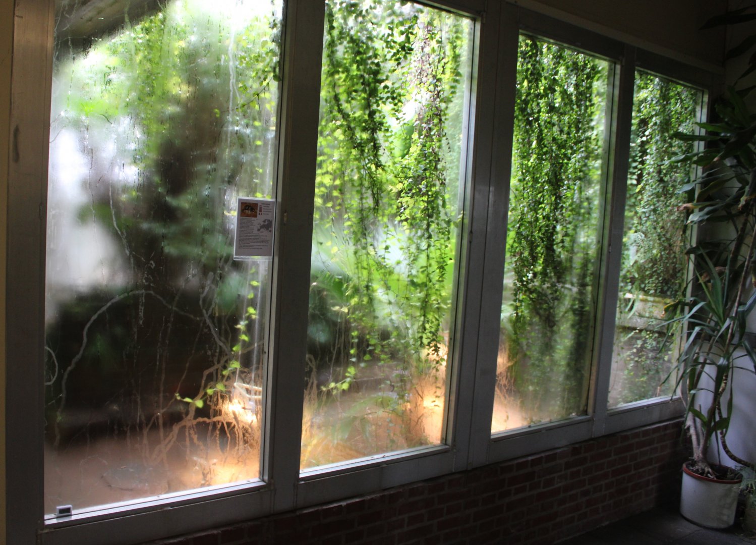 Enclosure Marginated tortoise