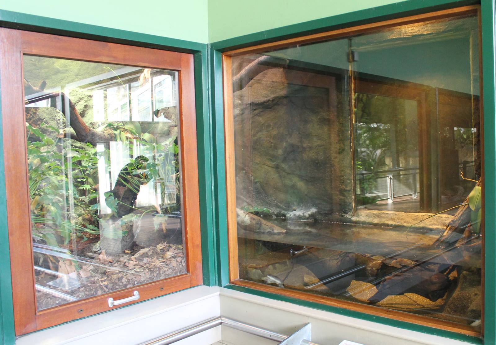 Enclosure McCord's snake-necked turtle