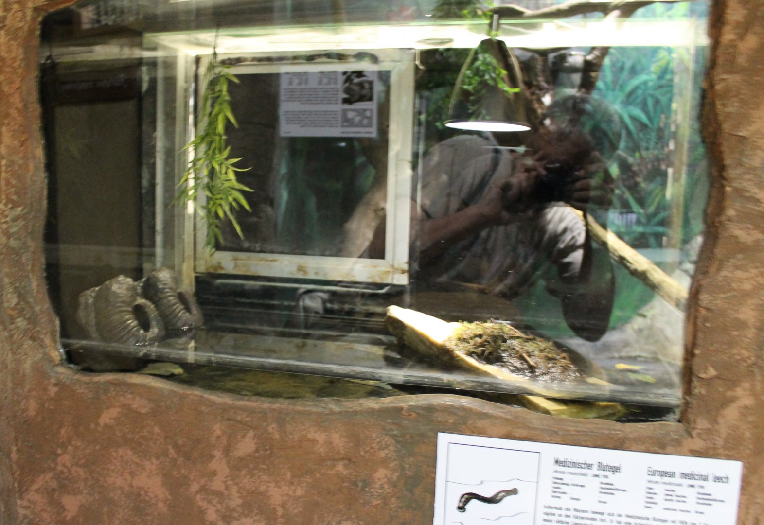 Enclosure Medical leech